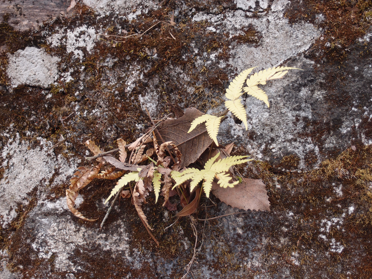 2018-01-16 12 Uhr - Im Shivapuri Nagarjun National Park (Nagi Gumba) (Foto) 